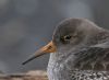 Purple Sandpiper at Southend Pier (Steve Arlow) (54209 bytes)